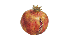 Grantria®(50mg, Patented)