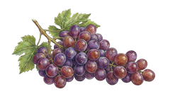 Grape Seed Extract (50mg)