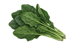 Hyaluronic Acid (40mg)