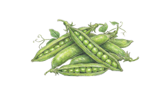 Pea Sprout Extract (100mg)