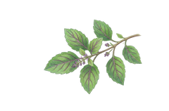 Tulsi Extract (20mg)