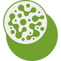 Rebuild Your Gut Balance